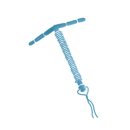Illustration of the IUD